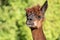 White and two brown shorn alpacas stand on a pasture and look curiously into the camera