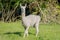 white and two brown shorn alpacas stand on a pasture and look curiously into the camera