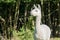 white and two brown shorn alpacas stand on a pasture and look curiously into the camera