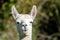 white and two brown shorn alpacas stand on a pasture and look curiously into the camera