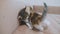 White two kitten playing sleeps bite each other slow motion video. cute kittens cats fight. kittens play the concept of