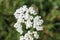 The white umbrella flower macro green background bokeh nature of small goutweed