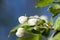 White unopened buds of the flowers of the tree