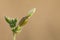 White unopened flower on brown background