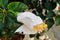 A white unopened flower with yellow stamens