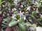 White unopened flowers on a thorny plant