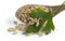 White unpeeled rice with a sprig of parsley on a wooden spoon