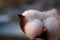 White upland cotton boll Gossypium hirsutum on the blurred background