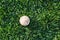 A white used baseball on the fresh green grass