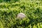 A white used baseball on the fresh green grass