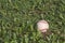 A white used baseball on the fresh green grass