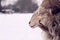 white ushant dwarf sheep is pictured in profil view outdoors in winter landscape with excessive background blur