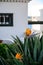 White vacation houses on Canary islands, tropical flora and flowers in winter, urban design in Spain