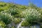 White Valerian Centranthus ruber alba growing on cliffs at Eastbourne