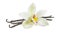 White vanilla flower pod isolated