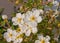 White variation  Flowers, name Potentilla fruticosa.