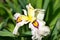 White variety iris flower bloom at Cornell Botanical Gardens