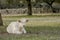 White veal lying on the grass of a farm field