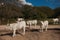 White veal walking in the wood