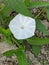 White vegetable flower blooming in field