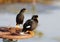 White-vented Myna Acridotheres grandis