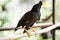 White-vented myna Acridotheres javanicus, black crested bird