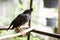 White-vented myna Acridotheres javanicus, black crested bird