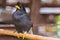 White-vented myna Acridotheres javanicus, black crested bird