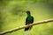 White-vented plumeleteer sitting on branch, hummingbird from tropical rain forest,Ecuador,bird perching,tiny beautiful bird restin