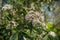 White Verbena bush in bloom