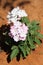 White Verbena Flowers