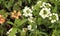 White and verbena flowers