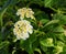 White Verbena Flowers With A Yellow Centre