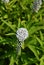 White Veronica Flower in Bloom