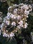 White Very beutyfull flowers in Assam