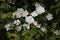 White Viburnum Bush with the Flowers in the Back Blurry