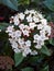 White Viburnum Flower