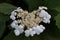 White viburnum flower in a natural environment