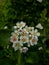 White viburnum flowers among dark green leaves