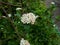 White viburnum flowers among dark green leaves
