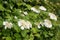 White viburnum flowers with green leaves