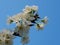 White Victoria Plum Blossom in Blue Sky