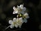 White Victoria Plum Plum Blossom