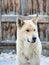 White village dog with fang in winter snow