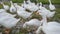 White village geese walk across the field.