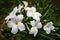 White vinca