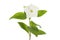 White vinca flower