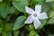 White vinca minor or common periwinkle flower in Lluc botanical garden, Majorca