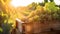 White vine grapes harvested in a wooden box with vineyard.