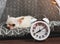 White vintage alarm clock in front of sleepy white short hair Chihuahua dog on gray mattress. Moody and sleepy dog doesn`t want t